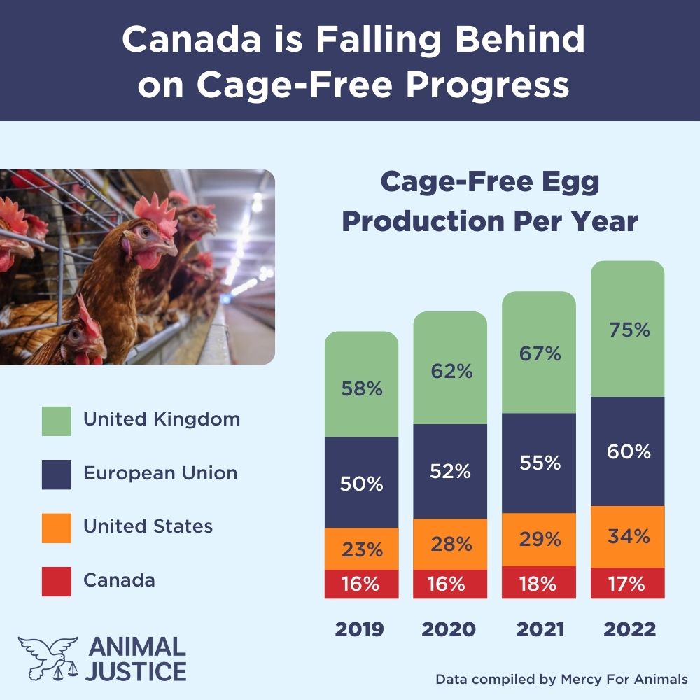 Graphic showing Canada is lagging behind on cage-free sales.