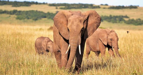 Success! Canada Bans Elephant Ivory & Rhino Horn Trade