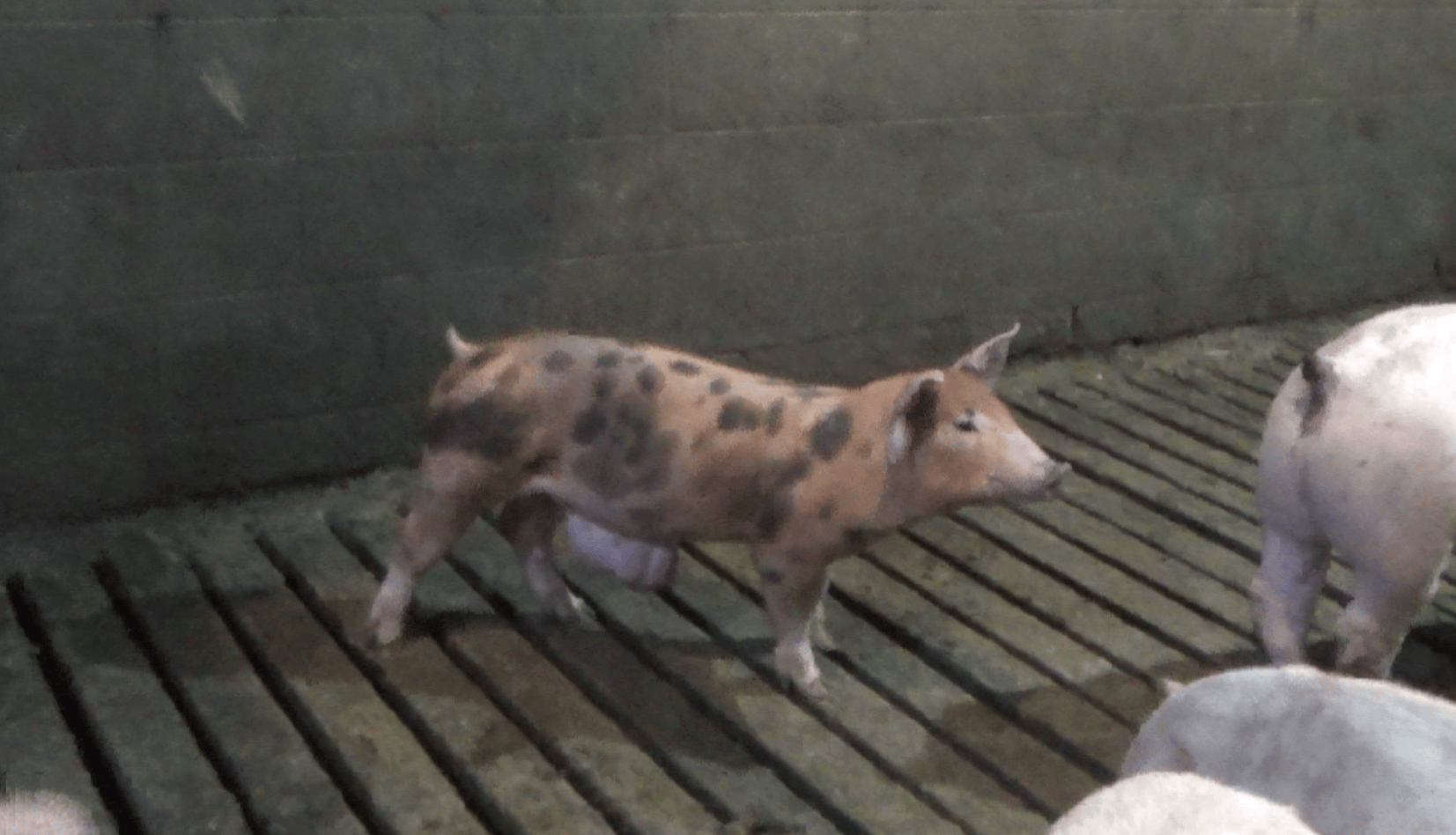 Piglet with hernia at Excelsior Hog Farm.
