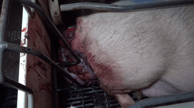 Pig with prolapse at Excelsior Hog Farm.
