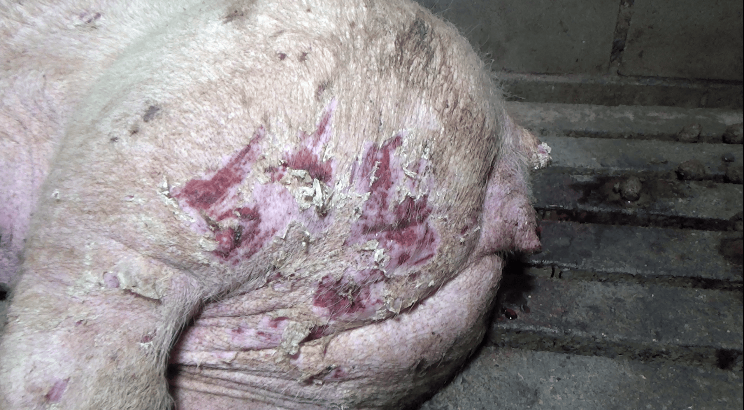 Pig with scratched skin at Excelsior Hog Farm.
