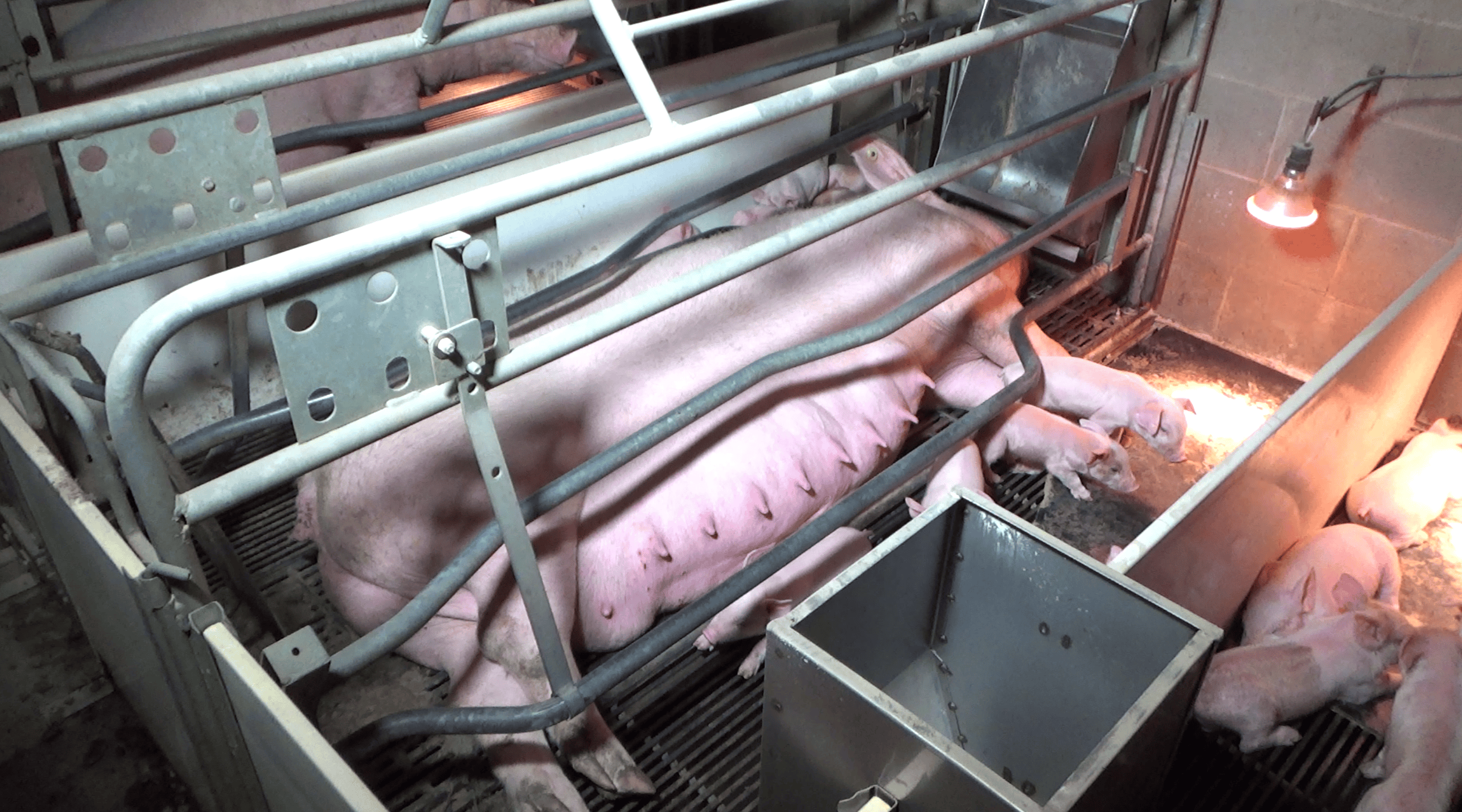 Pig in farrowing crate at Excelsior Hog Farm.