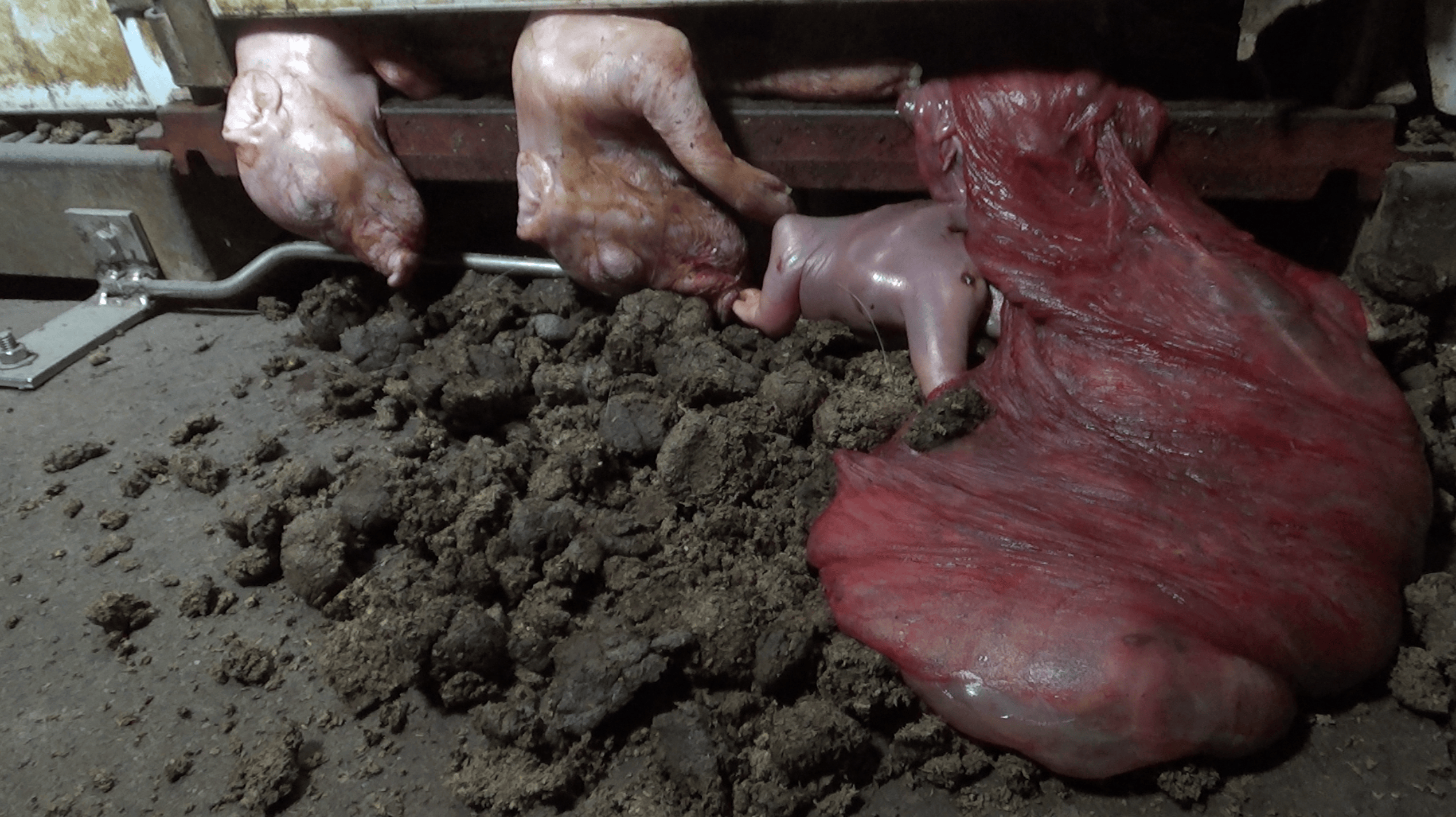 Dead piglets at Excelsior Hog Farm.