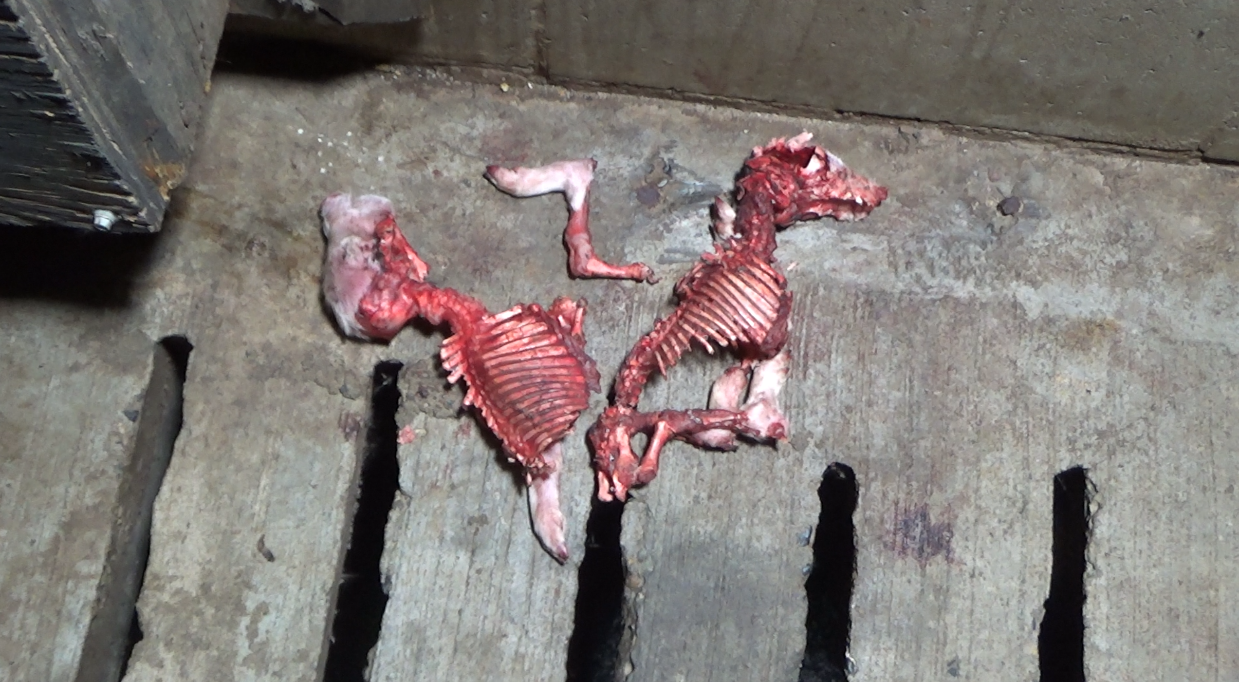 Partially-eaten pig carcasses at Excelsior Hog Farm.
