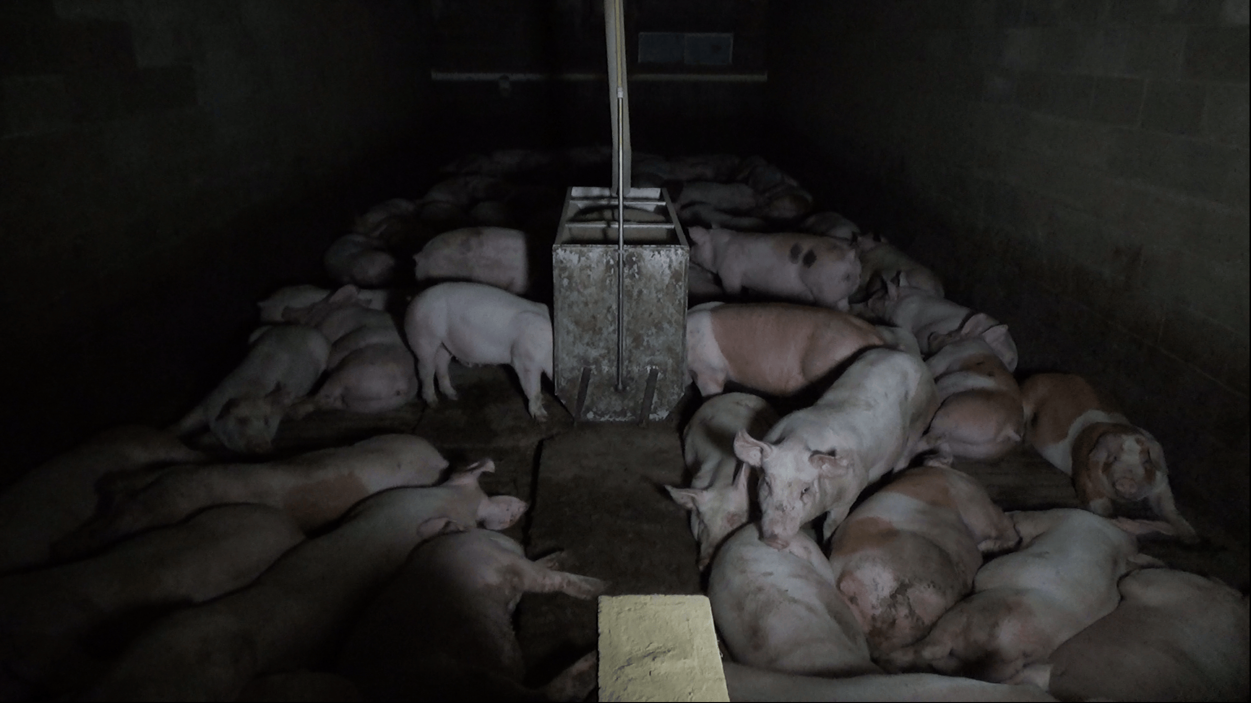 Piglets in darkness at Excelsior Hog Farm.