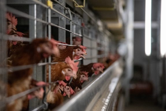 Stagnation in Loblaw’s Cage-Free Commitment