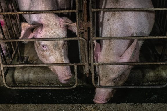 Federal Ag Gag Bill Passes House of Commons