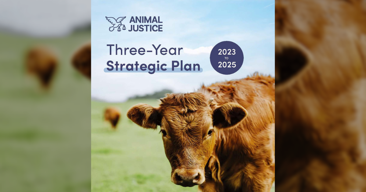 Animal Justice's strategic plan 2023-2025