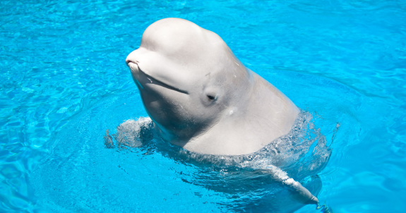 3rd Beluga Whale From Marineland Dies at US Aquarium