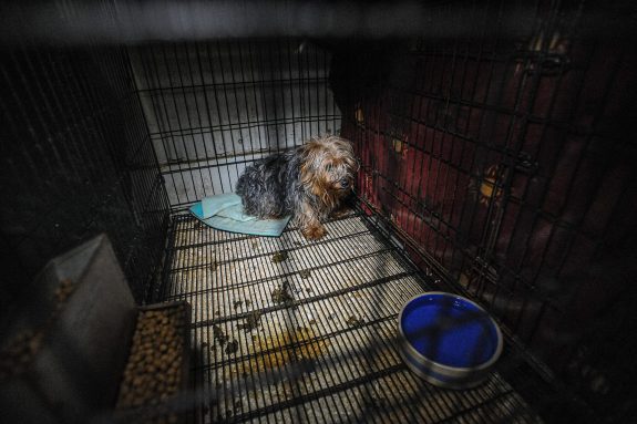 Ontario’s New Puppy Mill Bill Won’t Stop Abuse