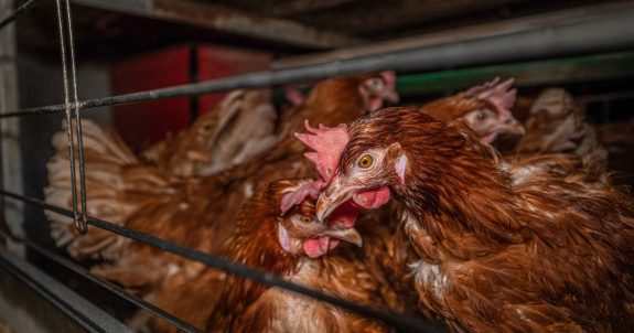 New Survey: 87% of Canadians Want Clear Cage-Free Labels on Eggs