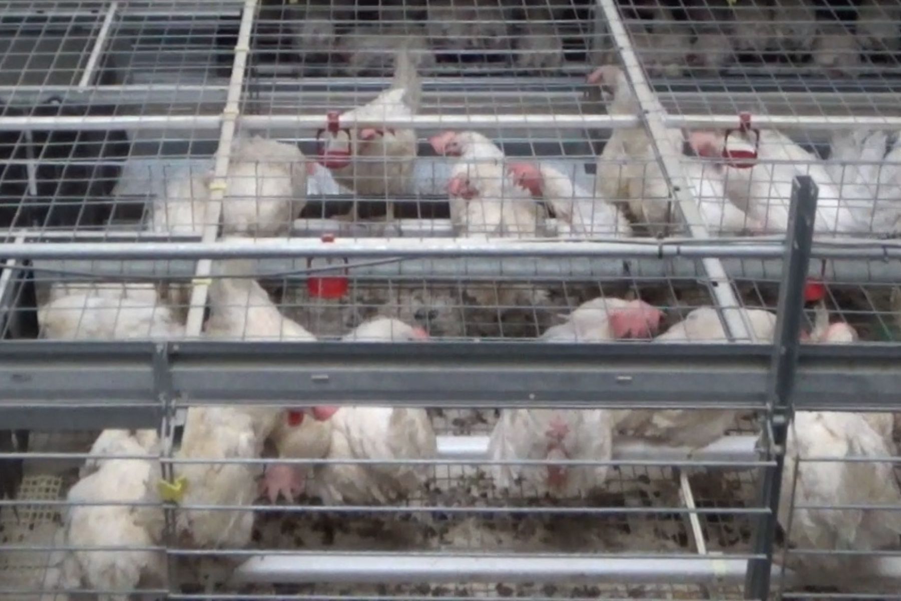 Egg-laying hens in cages.