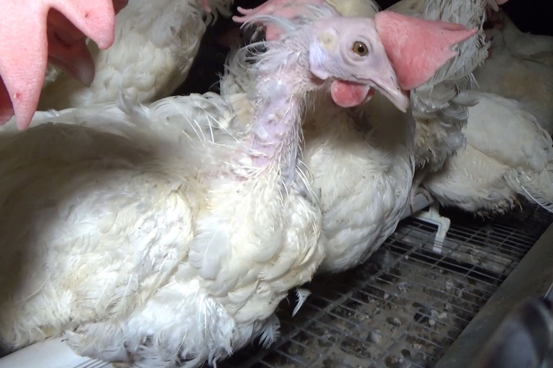 Egg-laying hen in cage suffers from feather loss.