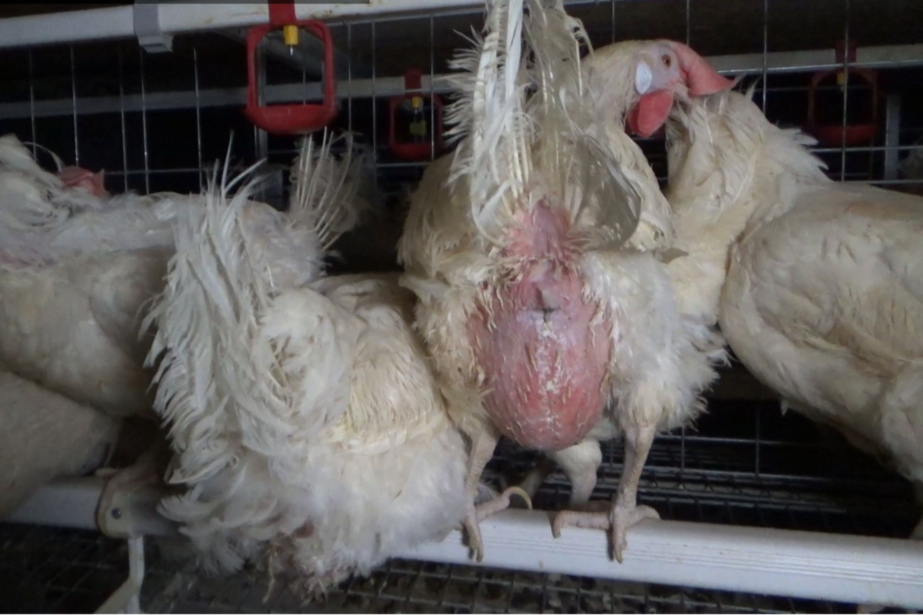 Egg laying hens in cages suffer from severe feather loss.