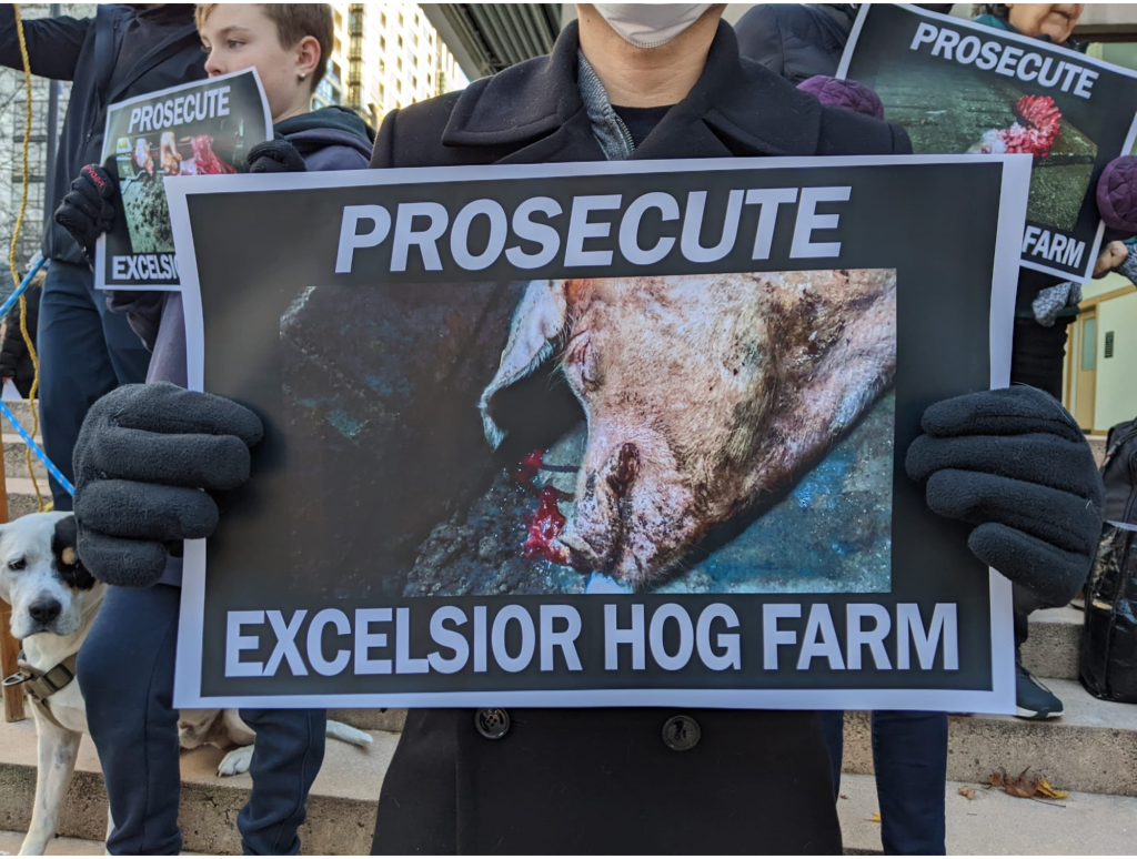 An animal advocate holds a sign depicting an abused pig with the words 'prosecute excelsior hog farm' 
