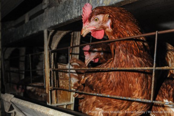 Take Action for Hens