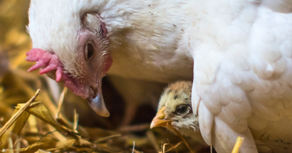 The Life of a Hen Beyond the Food Industry