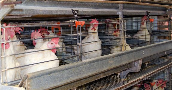 The Role of Corporations in Improving Animal Welfare