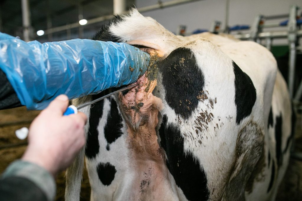 Artificial insemination of a cows on dairy farm.