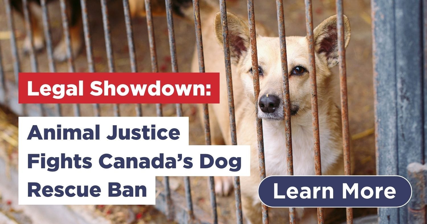 Legal Showdown Animal Justice Fights Canada S Dog Rescue Ban Animal   Canada Dog Rescue Ban 