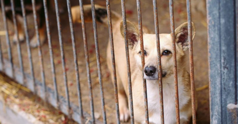 Legal Showdown Animal Justice Fights Canada S Dog Rescue Ban Animal   Dog In Cage 800x420 