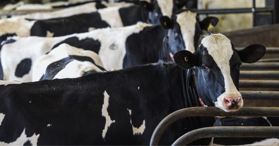 Truth Behind Canadian Dairy: Semen Extraction, Insemination, & Broken Families