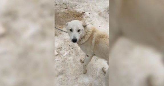 Notorious Dog Sled Facility Loses Defamation Case
