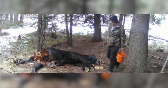 New Footage: BC Trapper Uses Dead Horse As Trapline Bait