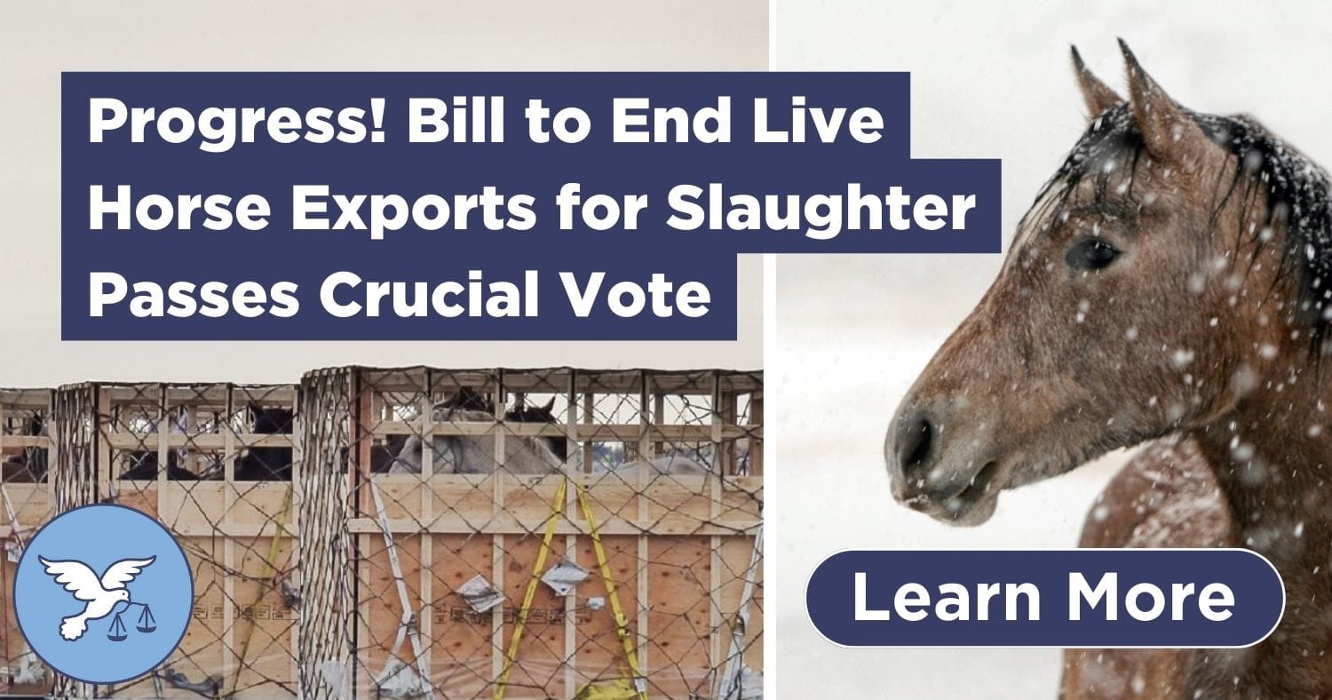Progress! Bill to End Live Horse Exports for Slaughter Passes Crucial