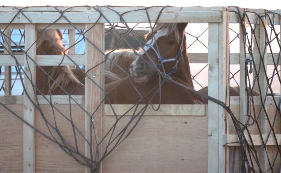 Ban Live Horse Exports for Slaughter