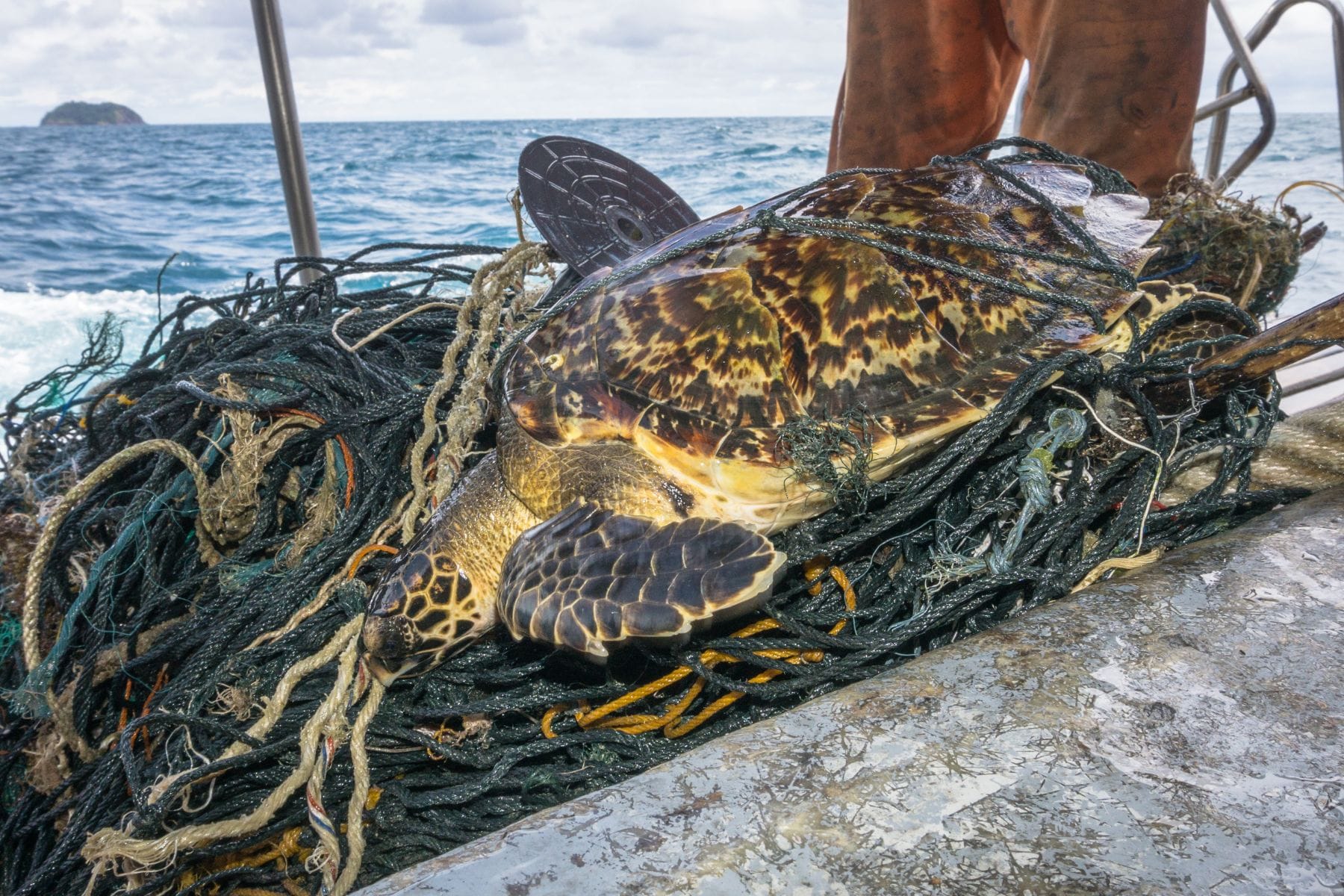 Turtle caught in fishing net.