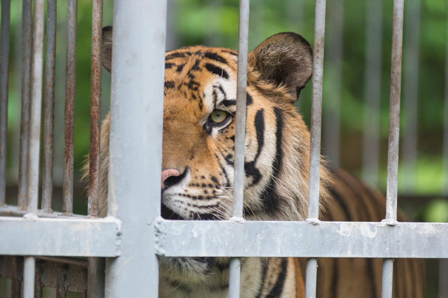 A tiger looks out from behind metal bars of an enclosure. 