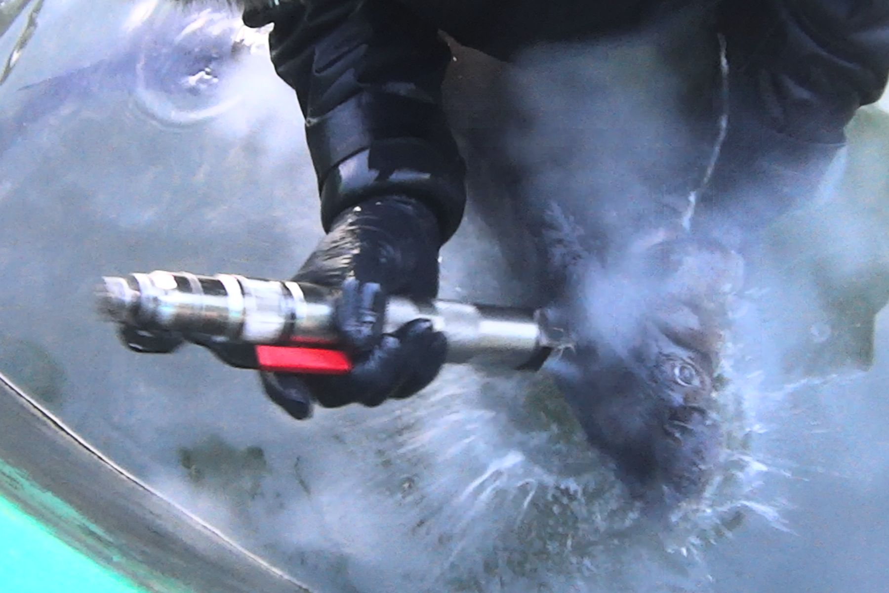 Image shows endangered sturgeon having eggs extracted for caviar at Northern Divine Aquafarms, British Columbia.