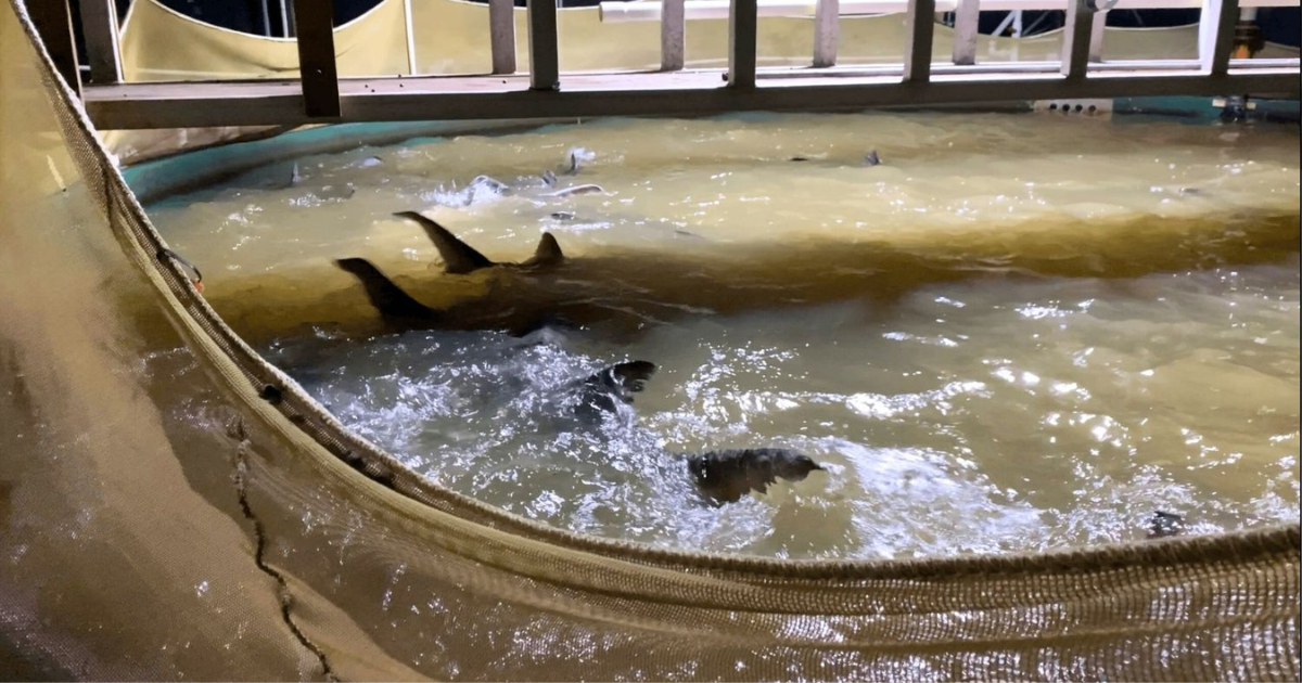 Endangered sturgeons are confined in tiny, filthy, and overcrowded tanks.