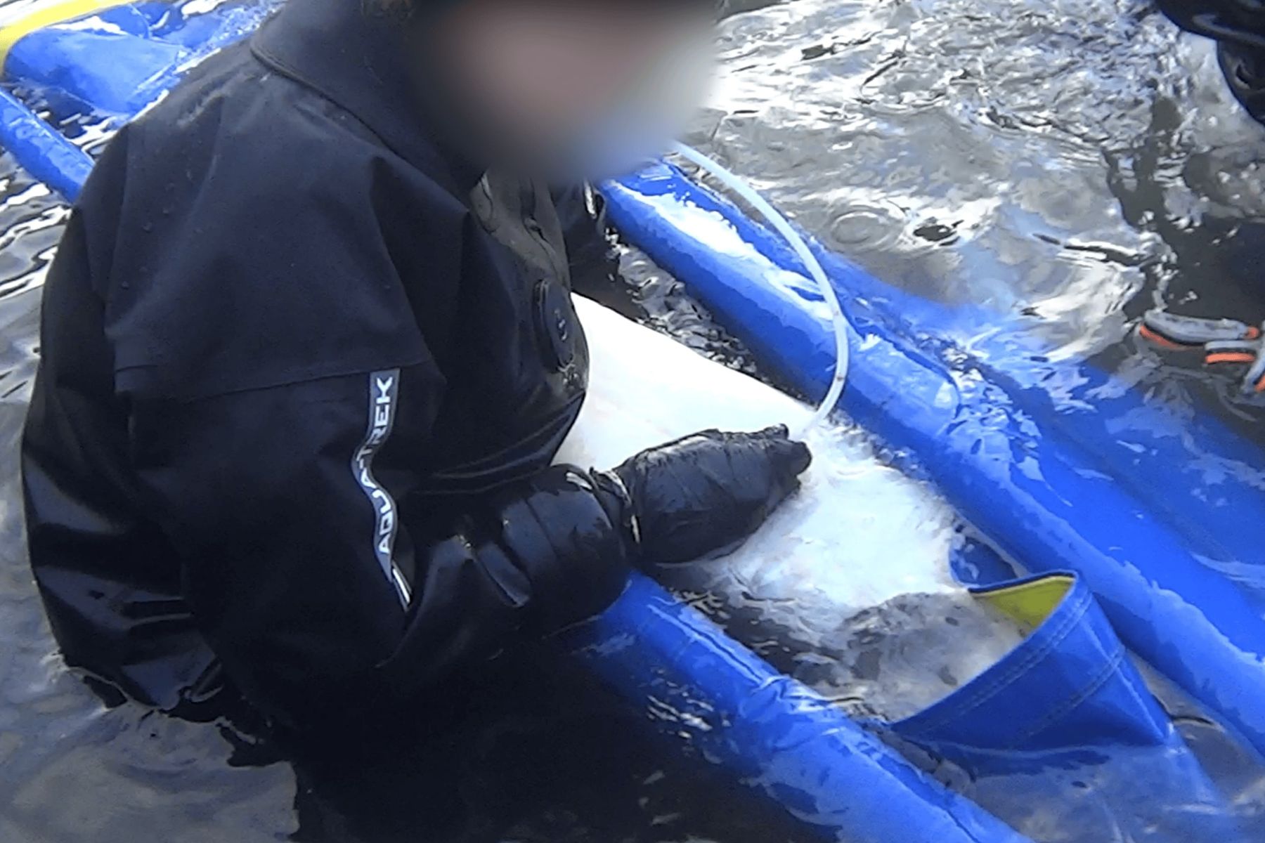 Northern Divine Aquafarms worker uses mouth to suck eggs out of sturgeon with tube