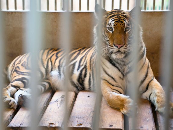 Stop Canada’s Tiger Kings: Get Big Cats Out of Captivity!