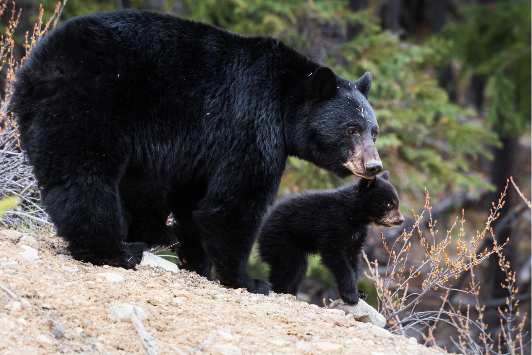 Image shows black bear and her cub