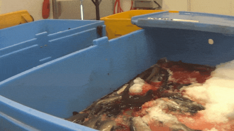 Salmon struggling on ice after being cut open for roe at Northern divine Aquafarms