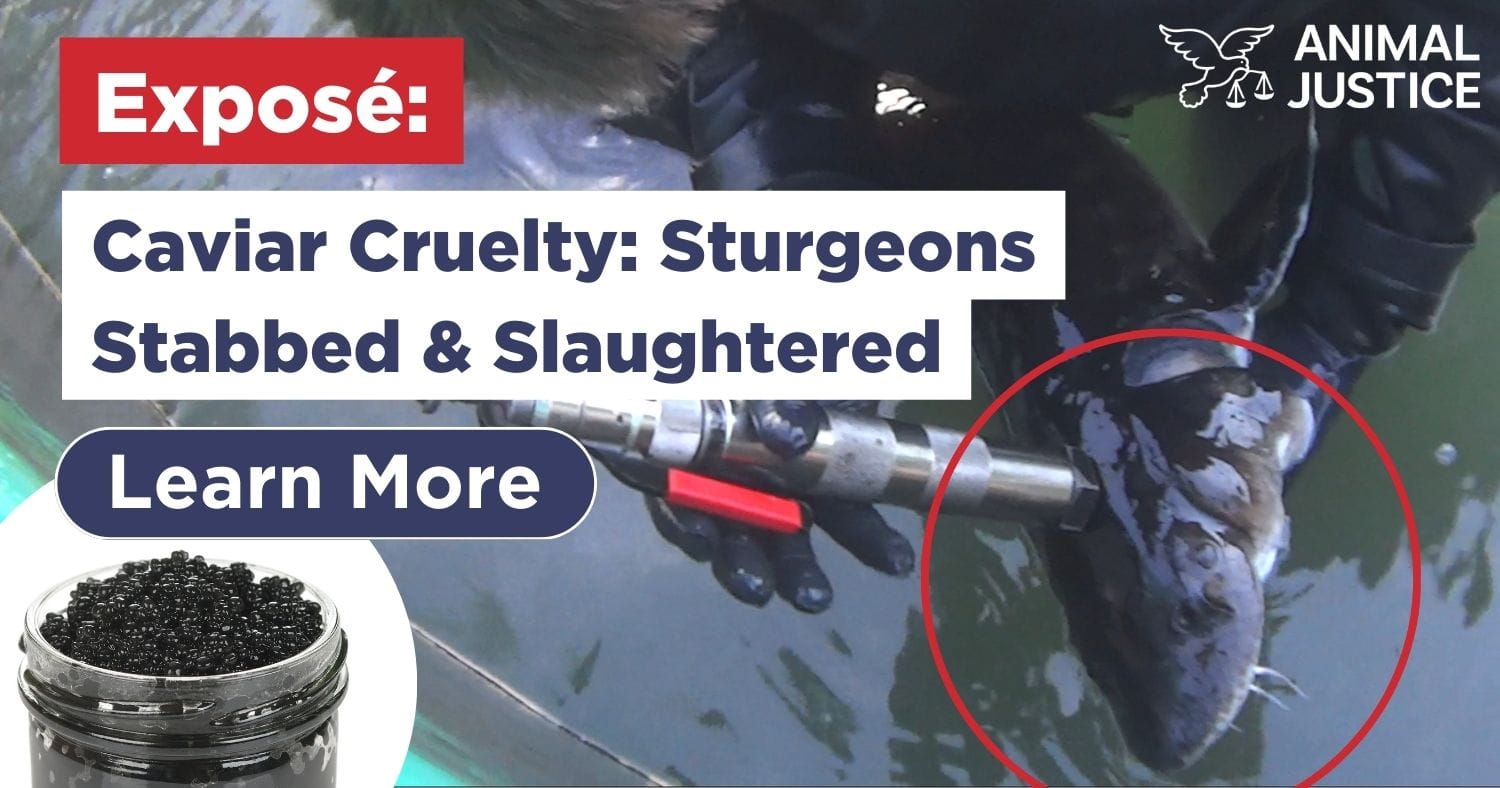 Caviar Cruelty: Sturgeons Stabbed & Slaughtered