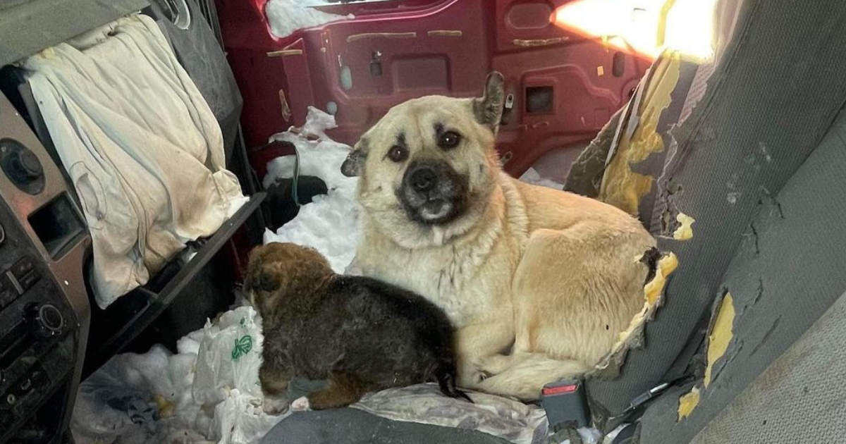 A mother dog and her puppy sit in a dirty abandoned truck in an effort to stay warm.