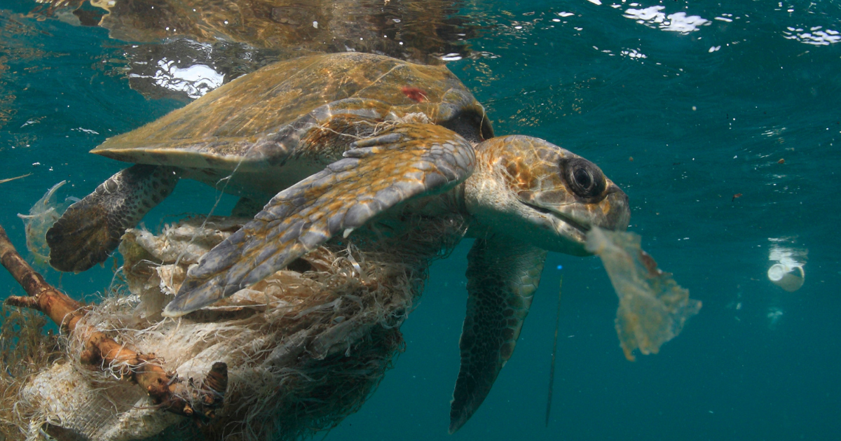 A turtle swims amongst plastic