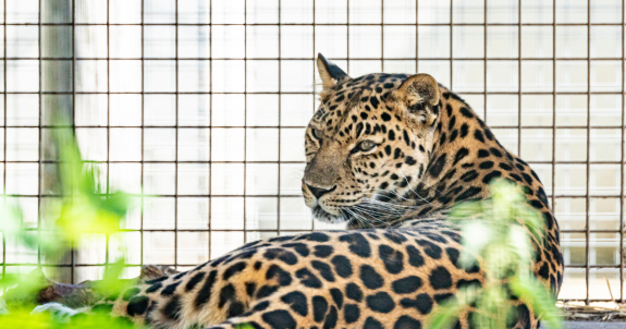 Animal Justice Testifies at the Senate to Ban Big Cat Captivity