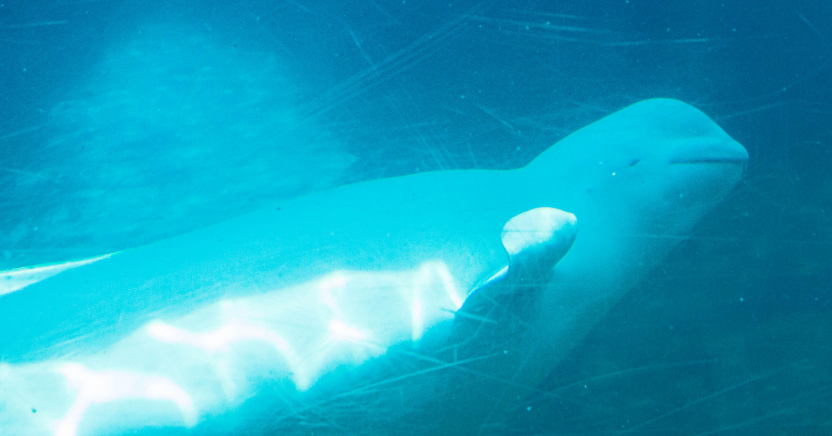 One beluga whale is visible behind the scratched glass of a Marineland tank.