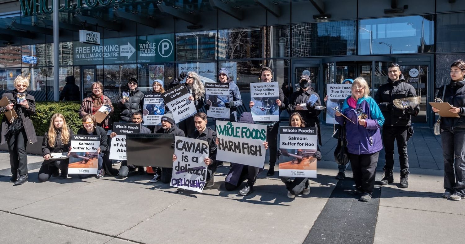 Animal activists protest caviar sales at Whole Foods.