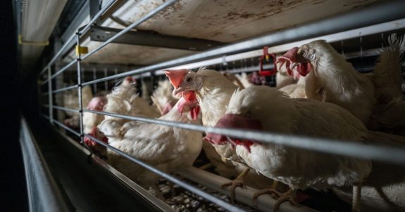 Caged Cruelty: Hidden-Camera Footage Shows Hens Suffering in Egg Farm Cages