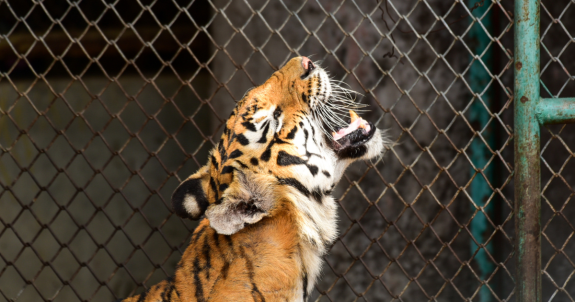Ineffective Oversight: New Report Critiques Zoos Self-Regulation Through CAZA