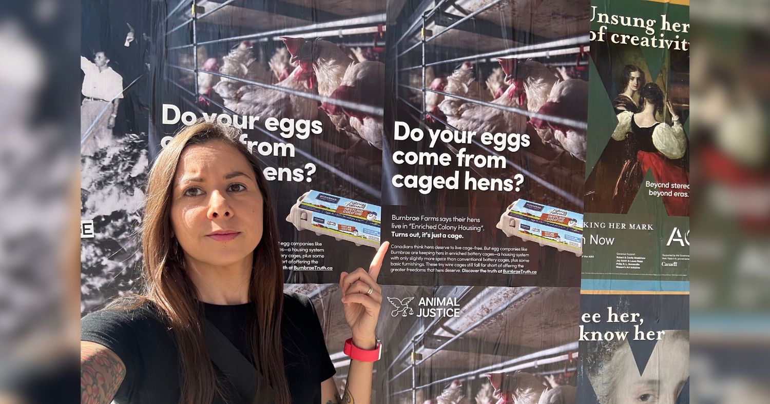 Image shows person pointing to Animal Justice's postering campaign targeting Burnbrae farms over its egg marketing