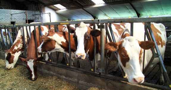 Court Order: Undercover Investigations Can Resume in Ontario Farms & Slaughterhouses