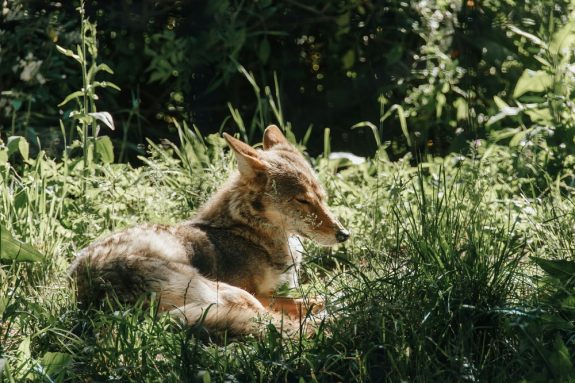 Animal Justice Tells Canada to Ban Cruel Compound 1080 Wildlife Poisoning