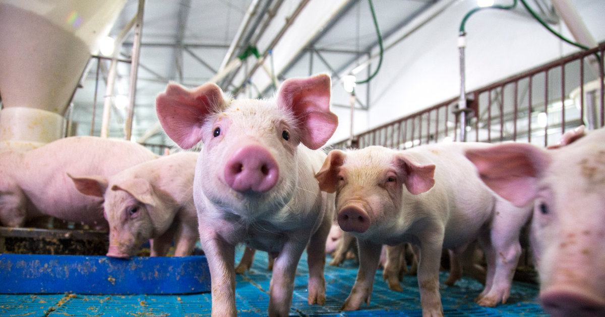 a group of piglets stands on blue flooring looking into the camera.